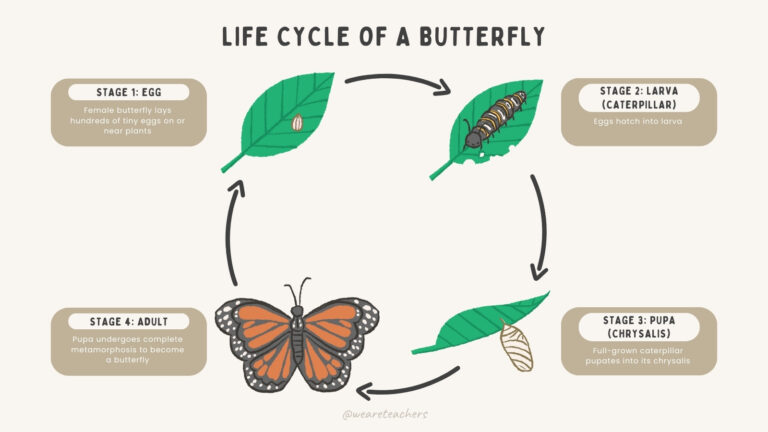Life Cycle of Butterfly 1