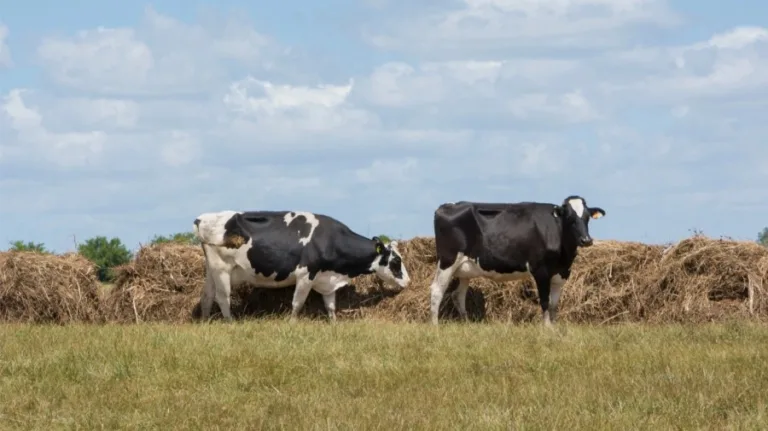cows Cattle istock 1206
