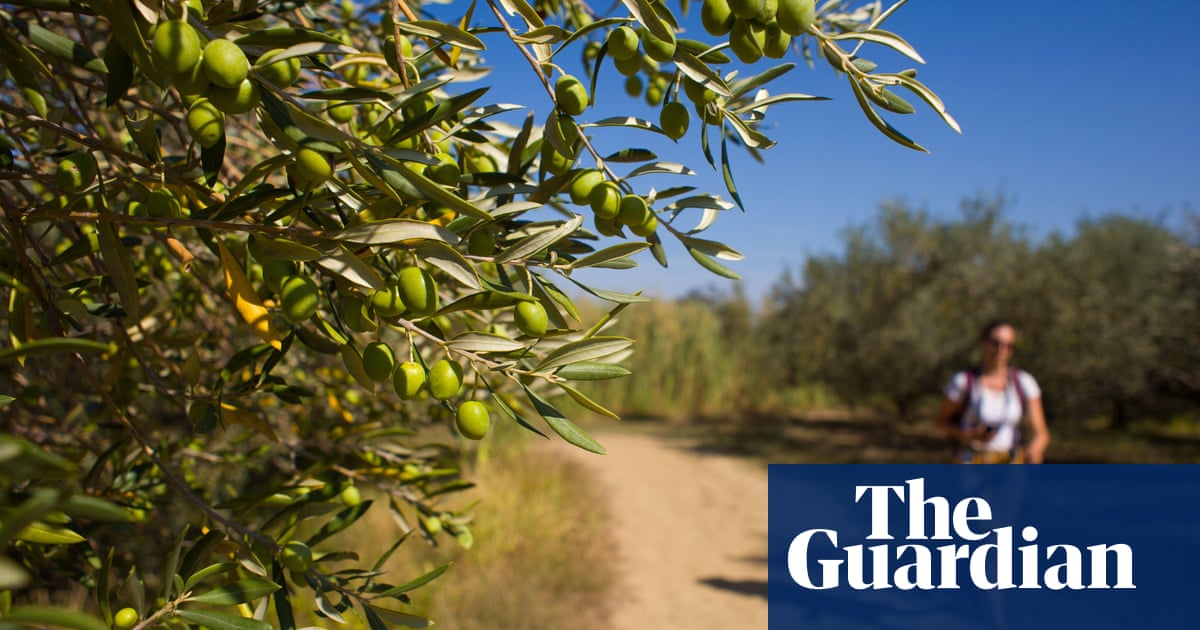 ‘We loved pitching in an olive grove’: readers’ favourite campsites in Europe