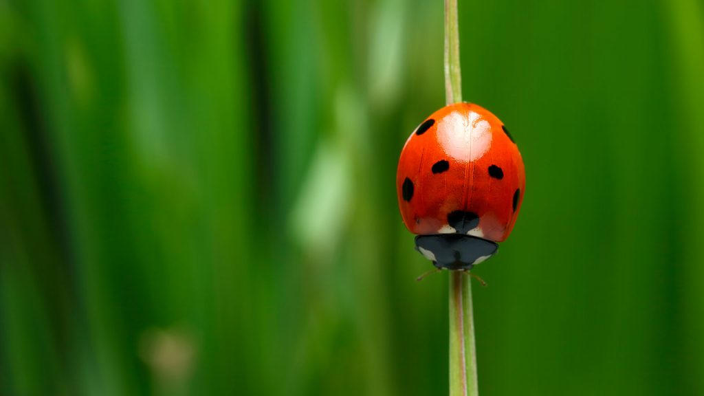 A1 Bed Bug Exterminator Portland: Pioneering Bed Bug Control in Portland