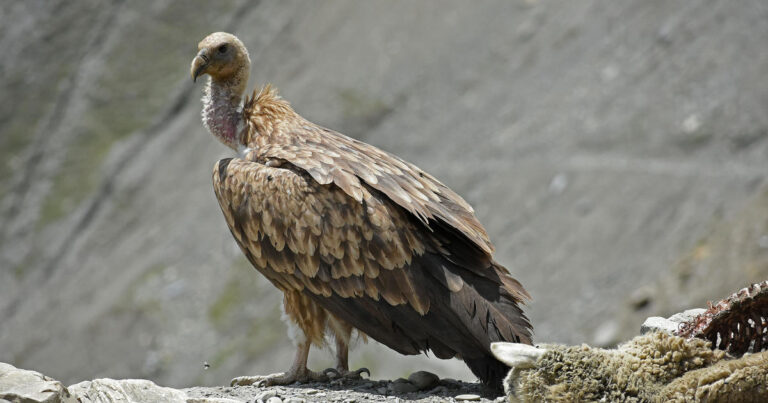 india vulture 1241170086