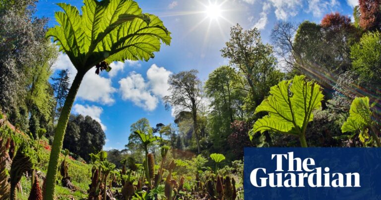 ‘Secret Garden on steroids’: the Cornish cottage that comes with its own jungle and private beach