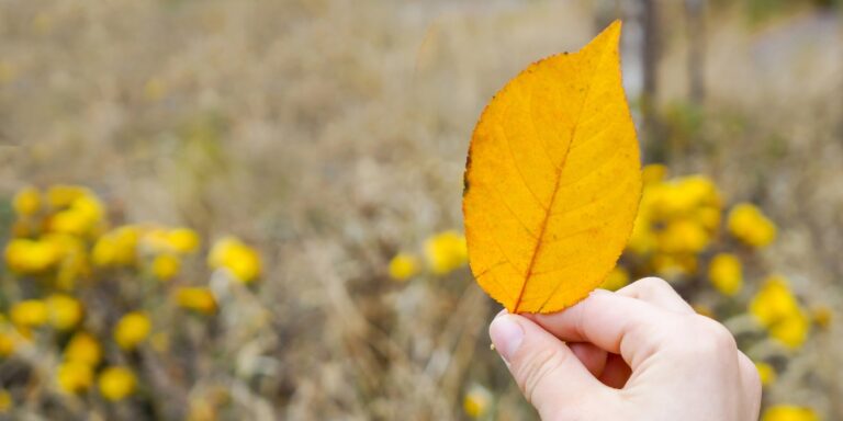 child holding fall leaf