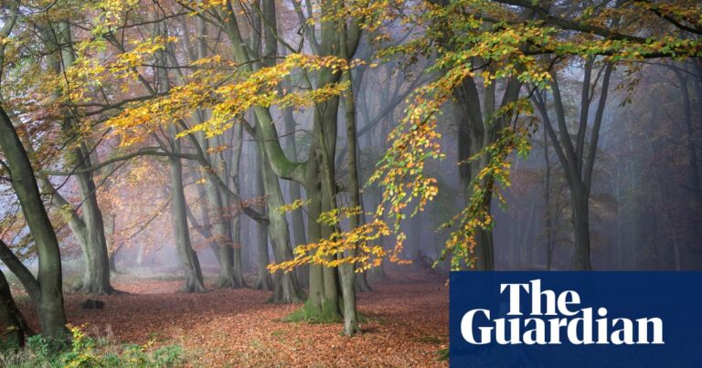 ‘Reconnecting with our glorious woodlands’: why we should all get out into the forest