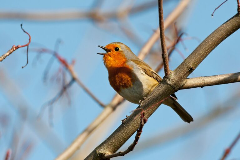 gettyimages 150951230 bird singing