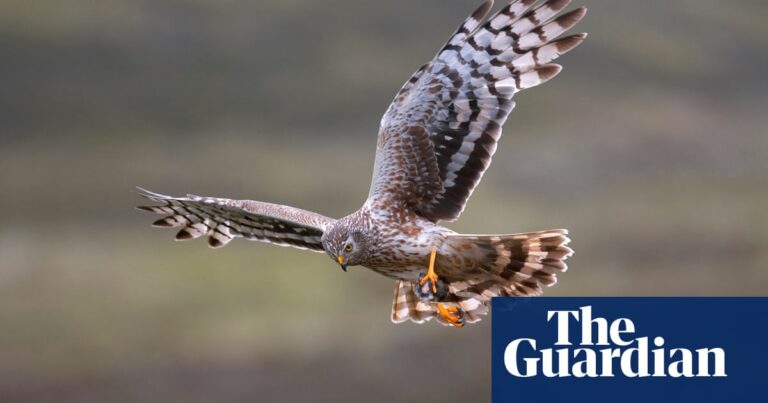Raptors delight: a bird safari in the Forest of Bowland