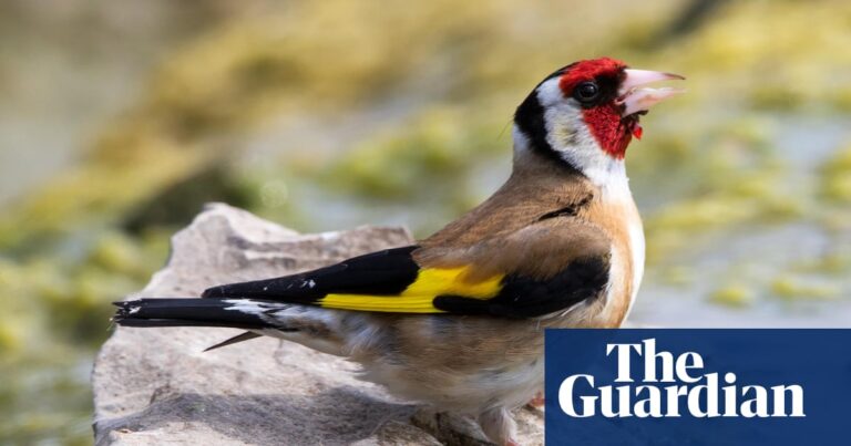How a dawn chorus break in Gloucestershire opened my ears to the birds
