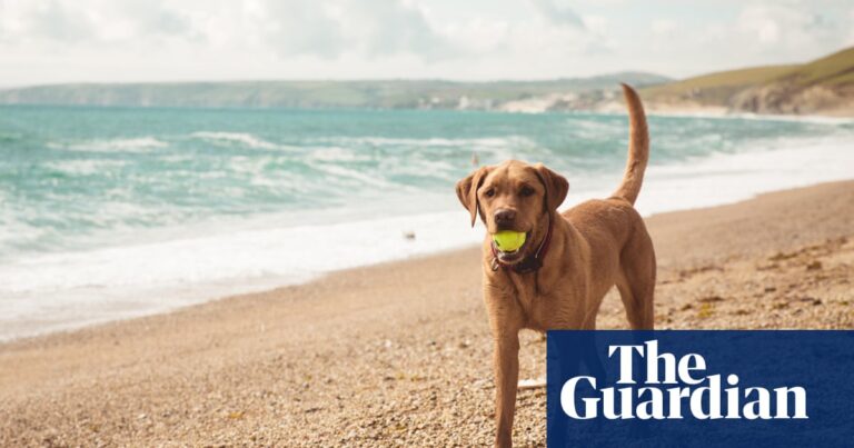‘The hotel had a dog spa’: readers’ favourite dog-friendly holidays