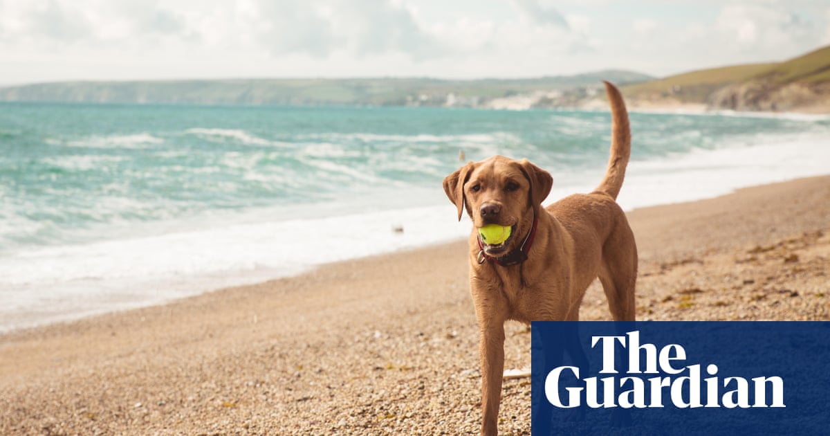 ‘The hotel had a dog spa’: readers’ favourite dog-friendly holidays