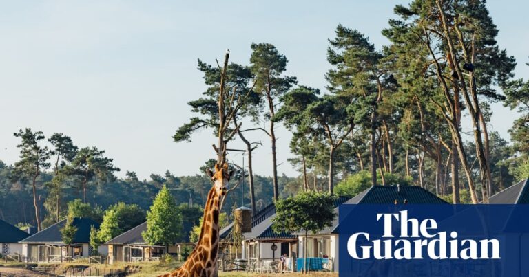 We’re on safari … in the Netherlands
